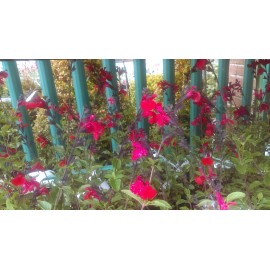 Salvia Royal Bumble