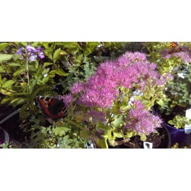 Sedum Spectabile 'Brilliant'