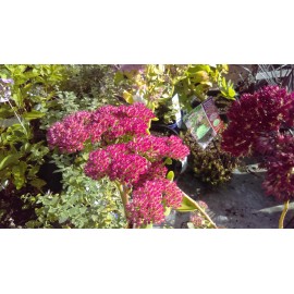 Sedum  'Herbstfreude' Autumn Joy