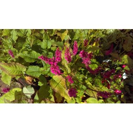 Persicaria amplexicaulis 'JS Caliente' 