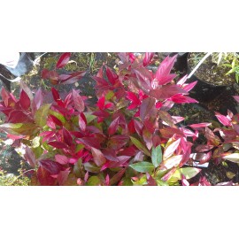 Leucothoe  Zeblid. ( Scarlette.)