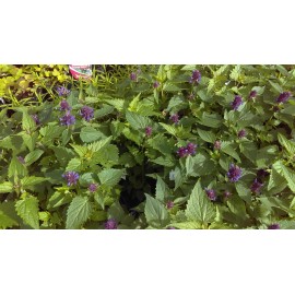 Agastache Blue Boa