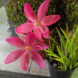 Schizostylis Coccinea 'Major'