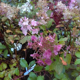 Hydrangea paniculata Vanila Fraise