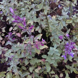 Nepeta  'Six Hills Giant'
