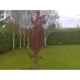 Liquidambar Styraciflua 'Lane Roberts'