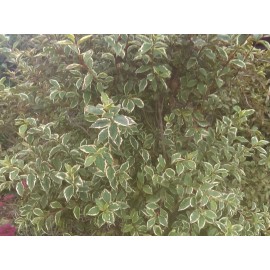 Weigela  'Florida Variegata'