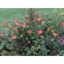 Potentilla Fruticosa Red  Ace