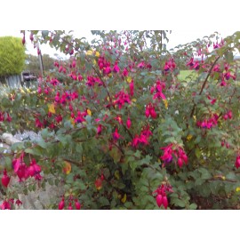 Fuchsia  'Mrs Popple'
