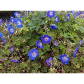 Geranium Hybrida Rozanne.