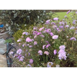 Scabiosa  Pink Mist.