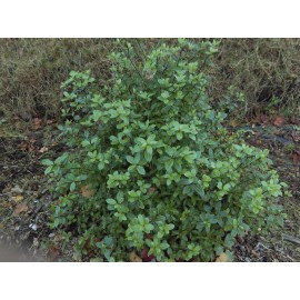 Pittosporum Tenuifolium Golf Ball