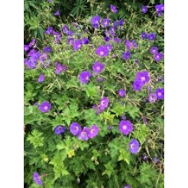 Geranium  'Johnson's Blue'