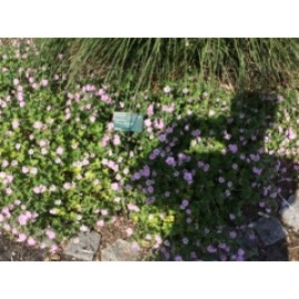 Geranium X Riversleaianum 'Mavis Simpson'