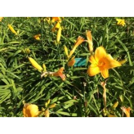 Hemerocallis   'Chicago Sunrise'