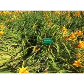 Hemerocallis  'Stafford'