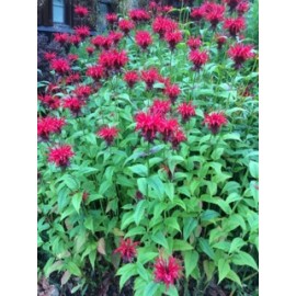 Monarda  'Cambridge Scarlet'