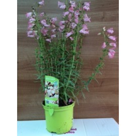 Penstemon  'Apple Blossom'