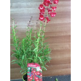 Penstemon  'Rubicundus'
