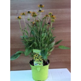 Rudbeckia Fulgida Var. Sullivantii 'Goldsturm'