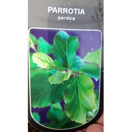 Parrotia Persica