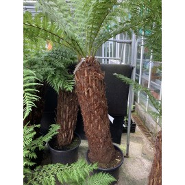 Dicksonia Antarctica