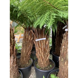 Dicksonia Antarctica