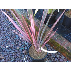 Phormium  Rainbow Queen