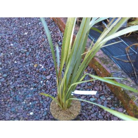 Phormium Cookianum Ssp. Hookeri 'Tricolor'