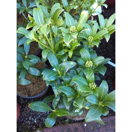 Skimmia Japonica Kew White.