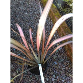 Phormium  Pink Panther.